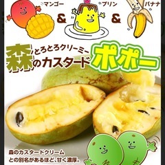 ポポーの苗の画像