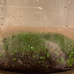 そのまま飼える。楊貴妃メダカのボトルアクアリウムセット（ヒメタニシ・水草・エサ付）の画像