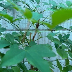 南天・観葉植物の画像