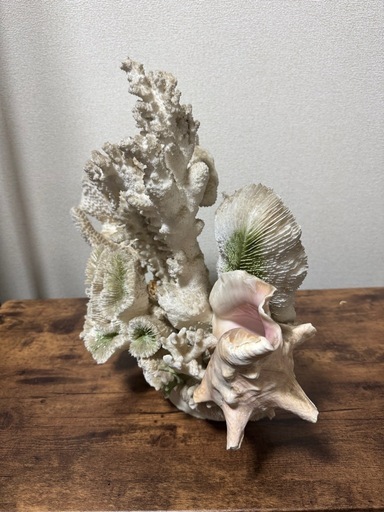 サンゴ・貝殻インテリアオブジェ