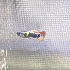 グッピー　オス①の画像