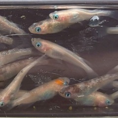 星田三色ラメメダカ　　　　　　　　　　　　　　　　　　　10匹1500円20匹2500円の画像