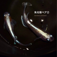 もこ様　2026 メダカ朱光菊ペア② 画像個体の画像