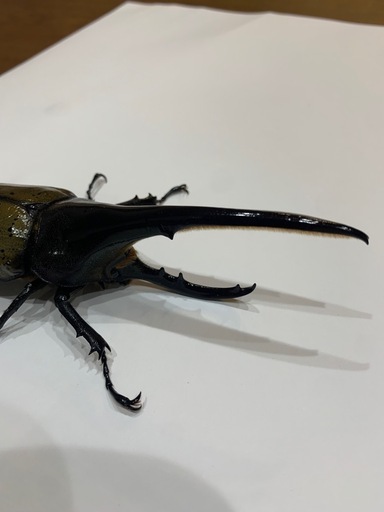 ヘラクレスオオカブト　成虫
　オス単品　CBF2