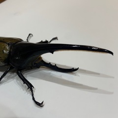 ヘラクレスオオカブト　オス単品　CBF2の画像