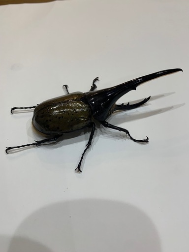 ヘラクレスオオカブト　成虫
　オス単品　CBF2