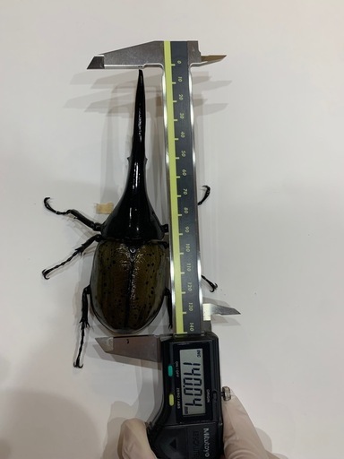 ヘラクレスオオカブト　成虫
　オス単品　CBF2