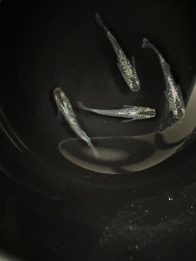 メダカ【衣香襟影】若魚②ペア (大福丸) 三養基のその他の中古あげます 