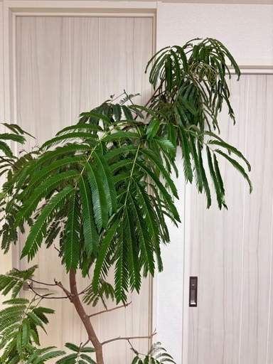 鉢付き！！エバーフレッシュ　観葉植物　ネムノキ　ネムの木　約2m