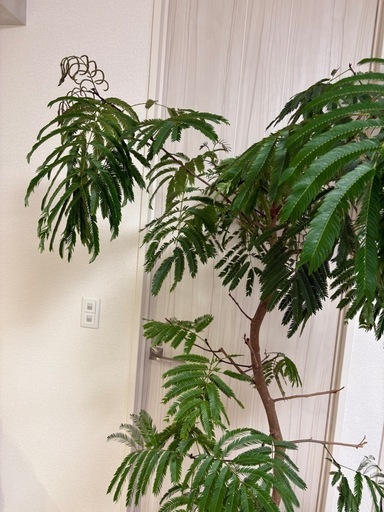 鉢付き！！エバーフレッシュ　観葉植物　ネムノキ　ネムの木　約2m