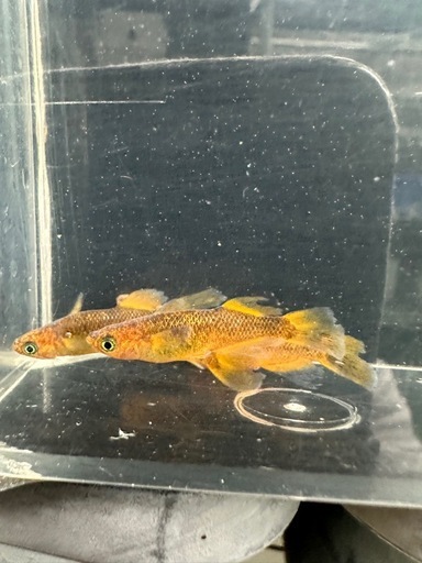 メダカ【竜章鳳姿】若魚　②ペア