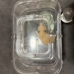 ハムスター用飼育ケージの画像