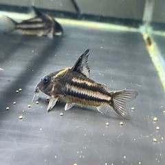 コリドラス　6匹売りの画像