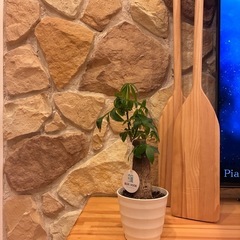 34【パキラ約40cm】テーブルサイズ観葉植物｜南国リゾート｜BLUE DOOR PLANTS の画像