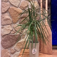 33【ドラセナ・コンシンネ約60cm】テーブルサイズ観葉植物｜南国リゾート｜BLUE DOOR PLANTS の画像
