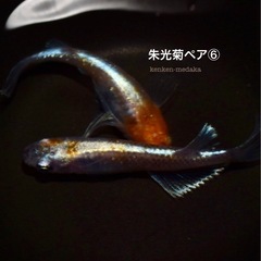 みのるん様　2026 メダカ朱光菊ペア⑥　画像個体の画像