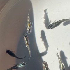 ラメメダカ10匹の画像