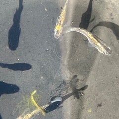 ラメメダカ10匹の画像