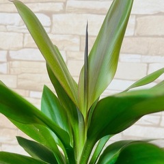 【観葉植物】曲げ仕立てコルジリネグローカル（ドラセナグローカル）の画像
