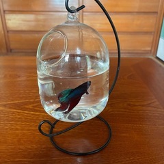 ガラス　水槽　ベタの画像