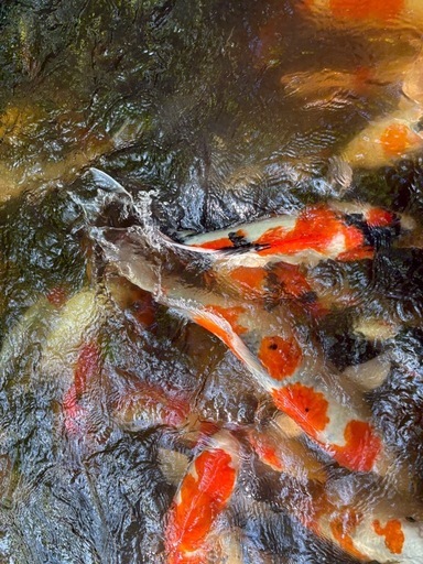 鯉　　　