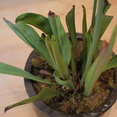 サラセニア鉢植えの画像