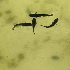 黒いメダカ10匹＋αの画像