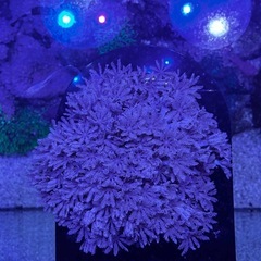 パクパクウミアザミ大の画像