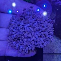 パクパクウミアザミ大の画像