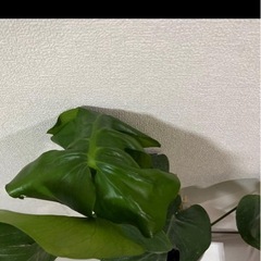 モンステラ鉢付き高さ45㎝の画像
