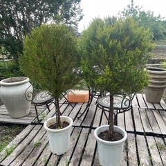 観葉植物　庭木　ゴールドクレスト　５本セットの画像