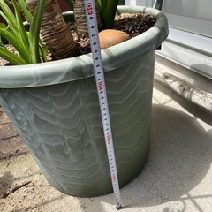 観葉植物の画像