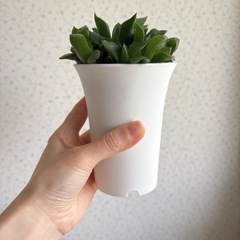 ハオルチア　鉢ごと　差し上げます。の画像