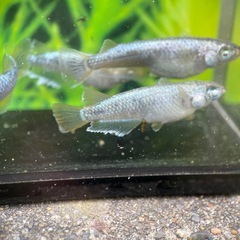 ガネーシャの画像