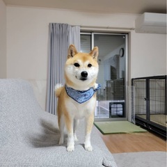 豆柴　オス　今年5歳