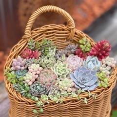 多肉植物の寄せ植え 母の日ギフトの画像