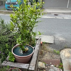 シークワーサー鉢植えの画像