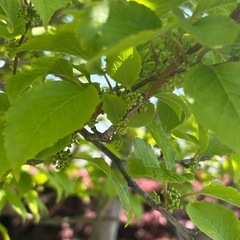 植木 アオダモ 株立の画像
