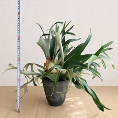 ビカクシダ コウモリラン 約60cm 直接受け渡しの画像