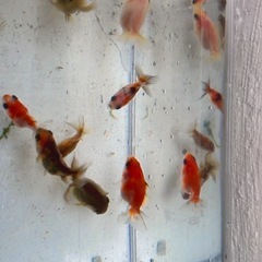 8匹の金魚の画像