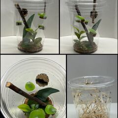 ハエトリグモ（アダンソンハエトリ）5匹（仮飼育容器・浅草手渡し）の画像