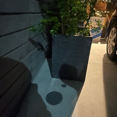 植木と植木鉢セット
の画像