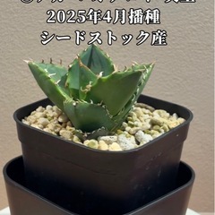 ② アガベ チタノタ 実生 2025年4月播種 / シードストック産の画像
