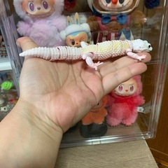 ヒョウモントカゲモドキ いきも大図鑑 ガチャ3体セット レアありの画像