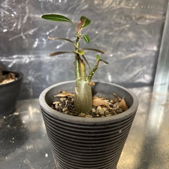 アデニウム　ソマレンセ　観葉植物　塊根植物　多肉植物　ビザールプランツ　レアプランツ　ガーデニング　植物　グリーン　趣味　盆栽　葉　花　庭　草　インテリア　おしゃれ　飾り　園芸　の画像