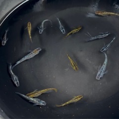 ラメ　メダカ　15匹の画像