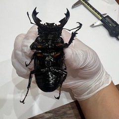 タランドゥスオオツヤクワガタ　成虫 　オス単品　CBF2
の画像