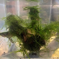 商談中　モス付き流木の画像