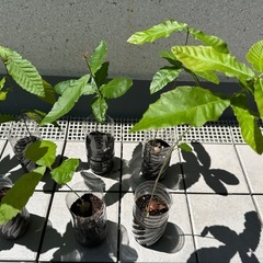 あべまき苗木の画像