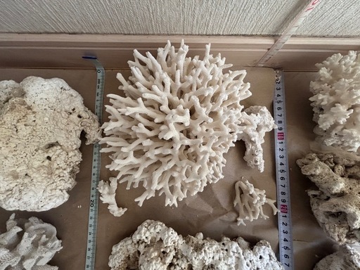 超豪華!　天然サンゴ 大量セット